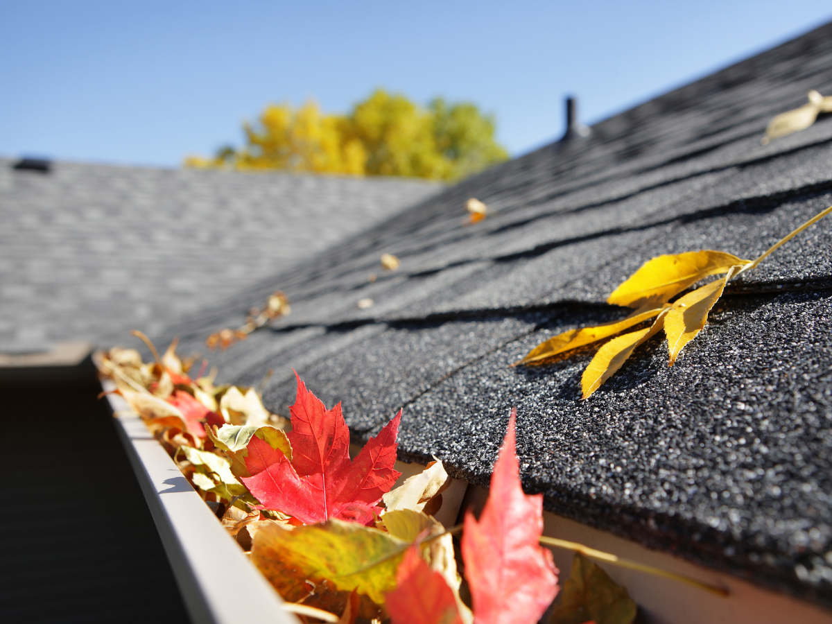 Colorful Fall Leaves in the Gutter On a Roof